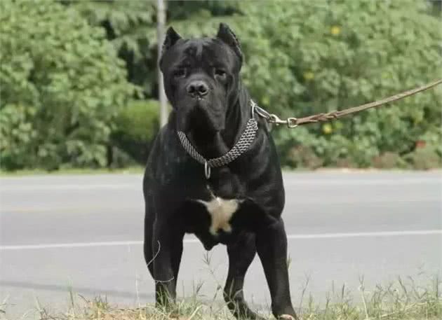 猛犬卡斯罗，一名真正的护卫杀手