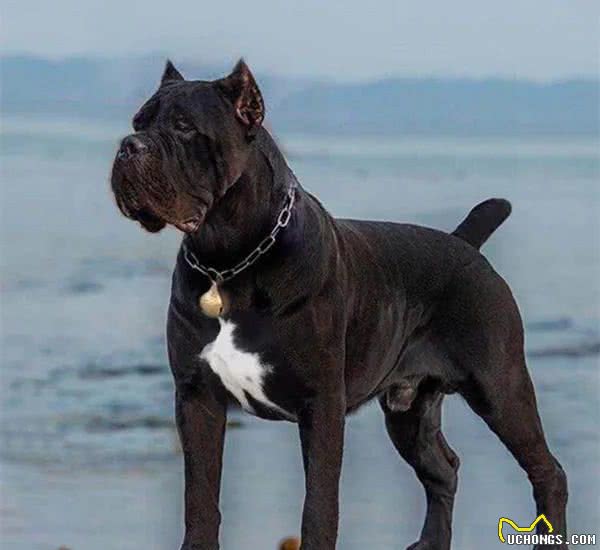 猛犬卡斯罗，一名真正的护卫杀手