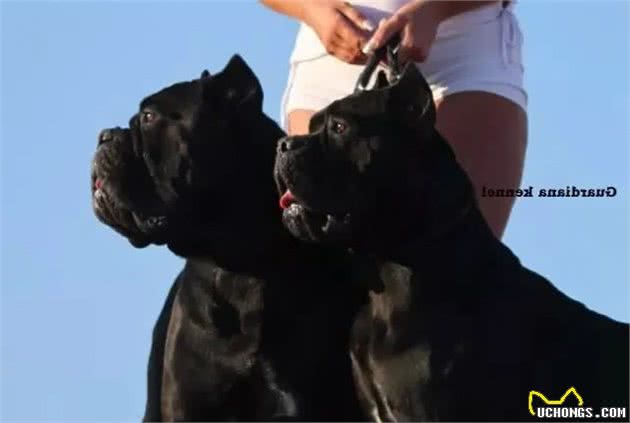 猛犬卡斯罗，一名真正的护卫杀手