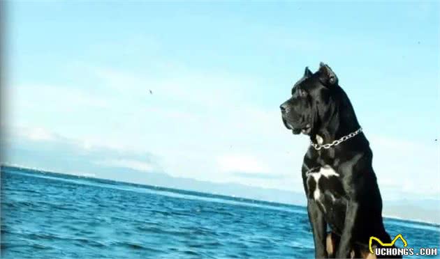 猛犬卡斯罗，一名真正的护卫杀手