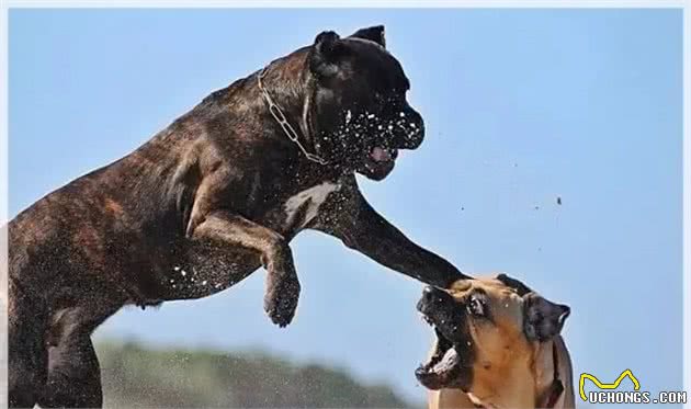猛犬卡斯罗，一名真正的护卫杀手