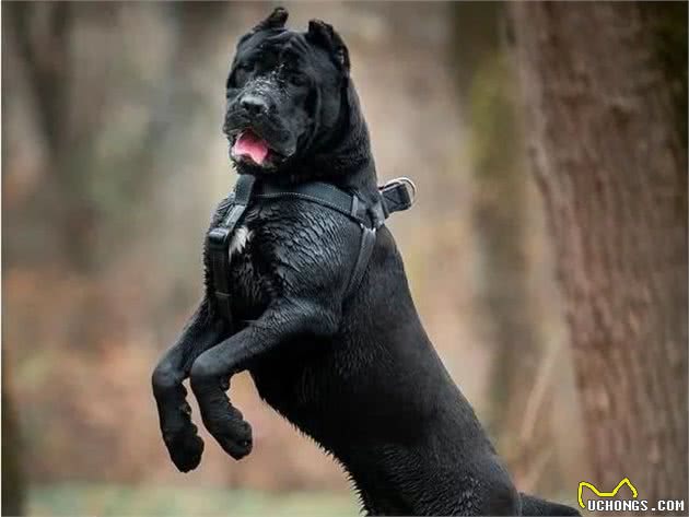 猛犬卡斯罗，一名真正的护卫杀手