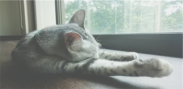 猫咪这么多喜欢晒太阳，它们不怕晒伤吗？主人不用帮它们防晒吗？