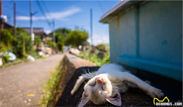 猫咪这么多喜欢晒太阳，它们不怕晒伤吗？主人不用帮它们防晒吗？