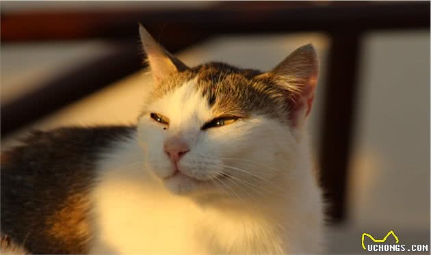 猫咪这么多喜欢晒太阳，它们不怕晒伤吗？主人不用帮它们防晒吗？