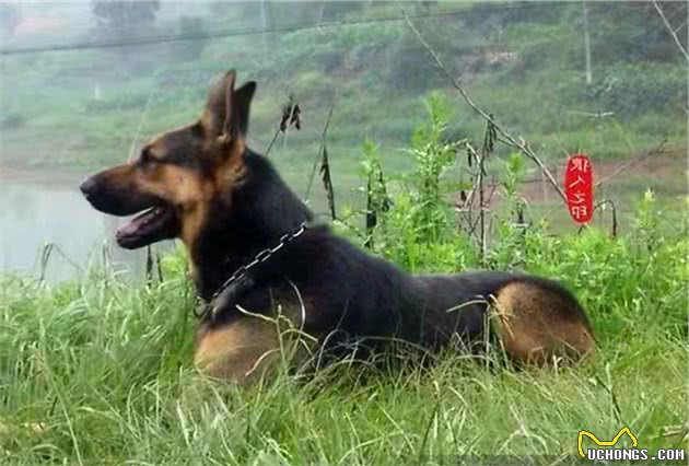 中国昆明犬简介