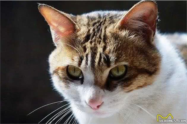 四只耳朵的猫咪你见过吗？这只四只耳朵的猫咪，萌翻一众网友！