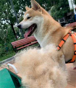 柴犬毛发干燥无光泽怎么办？