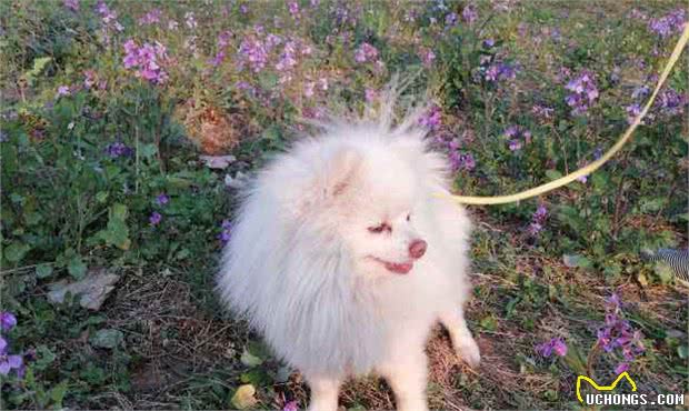 饲养博美犬，铲屎官最常犯的6个禁忌，你有过吗？