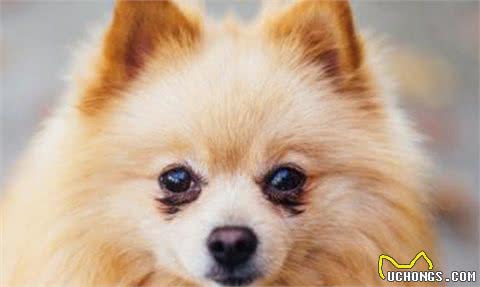 饲养博美犬，铲屎官最常犯的6个禁忌，你有过吗？