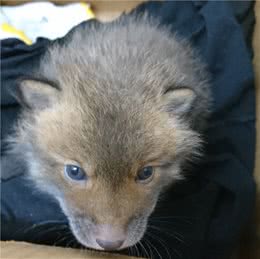 日本网友路边捡了只小奶狗，网友却纷纷劝他：赶紧送走