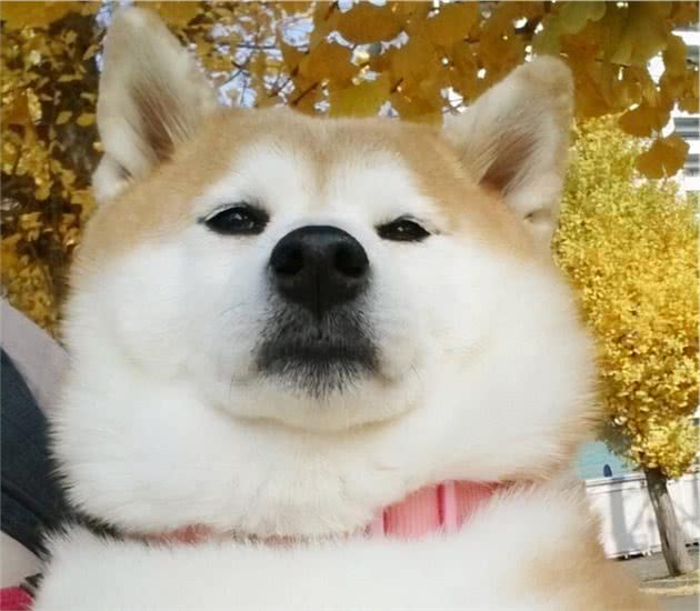柴犬能发腮吗？“大饼脸”的柴犬更可爱