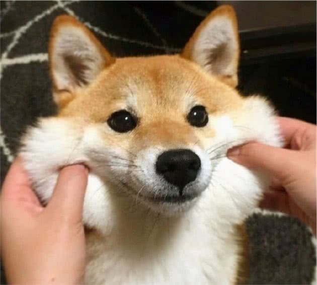 柴犬能发腮吗？“大饼脸”的柴犬更可爱
