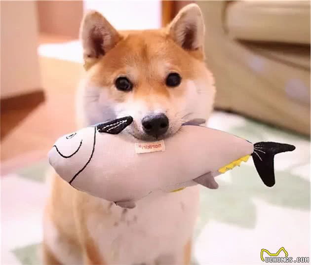 柴犬能发腮吗？“大饼脸”的柴犬更可爱