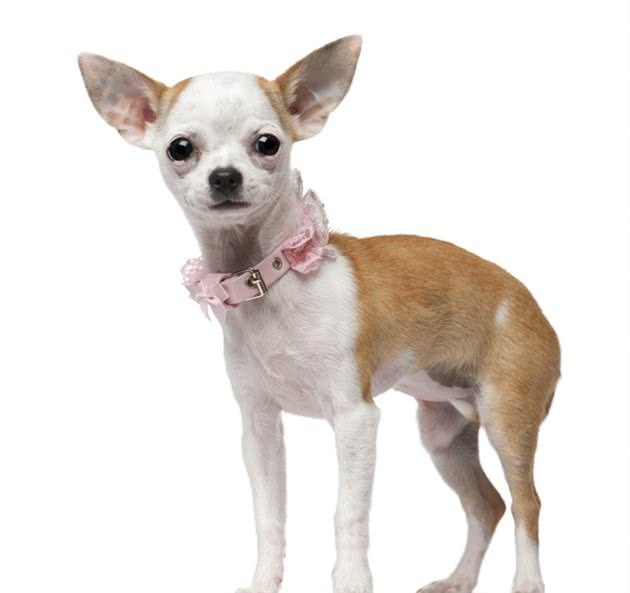 吉娃娃犬是世界上最小型的犬种之一，头部圆形，耳大薄而直立