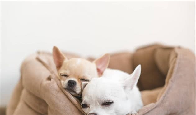 狗狗睡眠不好？那是没挑对狗窝，3个选择给狗狗舒适睡眠