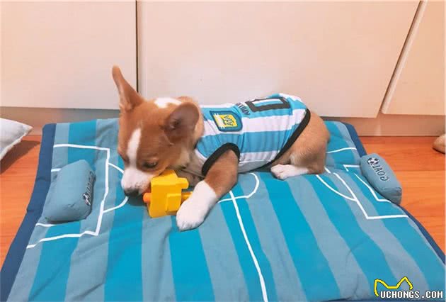 狗狗睡眠不好？那是没挑对狗窝，3个选择给狗狗舒适睡眠
