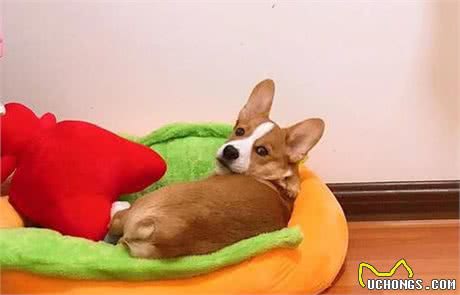 狗狗睡眠不好？那是没挑对狗窝，3个选择给狗狗舒适睡眠