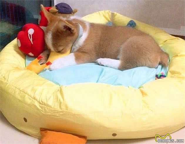 狗狗睡眠不好？那是没挑对狗窝，3个选择给狗狗舒适睡眠