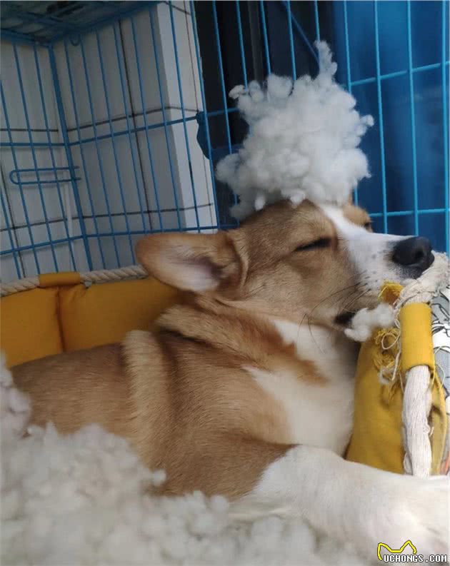 狗狗睡眠不好？那是没挑对狗窝，3个选择给狗狗舒适睡眠