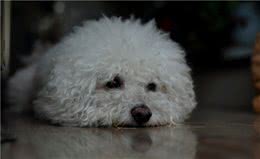 比熊犬吃这些东西，说明它缺乏元素了，不要忽视了