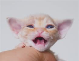 猫咪的几种常见疾病和预防～