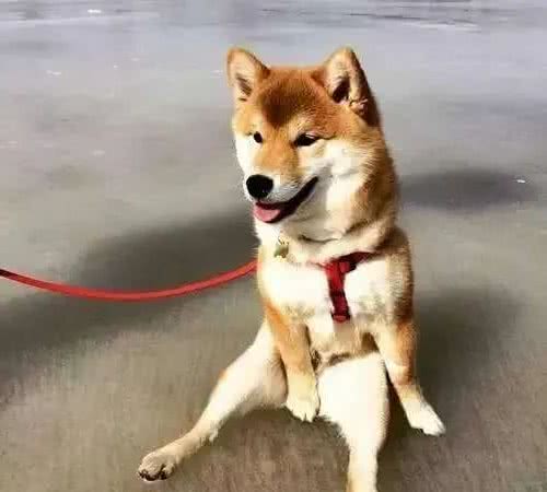 又到发情高峰期，主人忽视这些护理，小心疾病找上狗狗