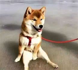 又到发情高峰期，主人忽视这些护理，小心疾病找上狗狗