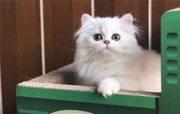 如何才能判断金吉拉猫咪是否定型？