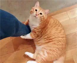 居然还有比狗子还要大的猫，你见过吗？