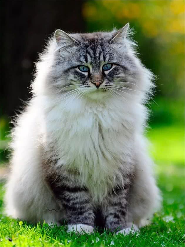 你想养一只森林猫，但你不知道该选哪一种？