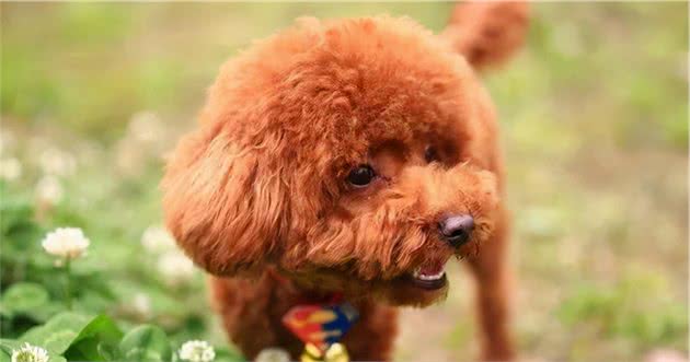 泰迪犬有这六个表现，说明它“恨”上你了