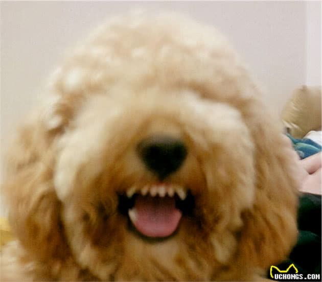 泰迪犬有这六个表现，说明它“恨”上你了