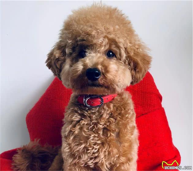 泰迪犬有这六个表现，说明它“恨”上你了