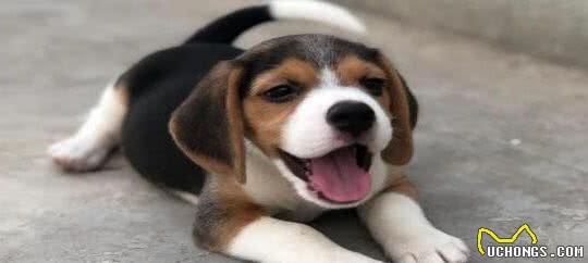 比格犬，不仅有高的颜值，吠叫声也有着银铃般的美妙感觉