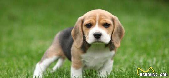 比格犬，不仅有高的颜值，吠叫声也有着银铃般的美妙感觉