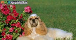 漂亮的可卡犬挑选技能大解析—注意看哦