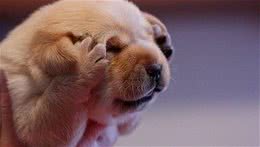 狗狗在饮食上的禁忌，新手“铲屎官”千万不可大意