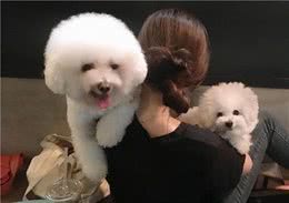 比熊犬为何爱睡你的床？这些秘密你未必知道