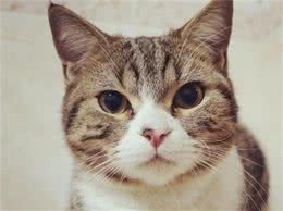 美国最好的猫咪，猫奴爱不释手，为何美国短毛猫为何如此受欢迎
