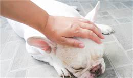 狗狗超喜欢被“摸”的6个地方，摸得越多，爱意越浓