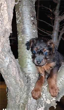 我家的小鹿犬