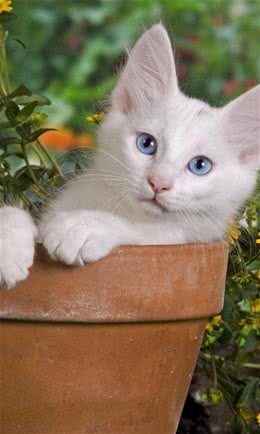 优秀的土耳其安哥拉猫