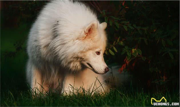 细小犬瘟冠状，所有致命伤它都躲过去了，只不过没遇到爱它的主人