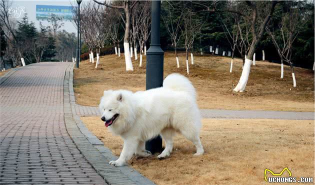 细小犬瘟冠状，所有致命伤它都躲过去了，只不过没遇到爱它的主人