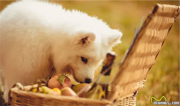 细小犬瘟冠状，所有致命伤它都躲过去了，只不过没遇到爱它的主人
