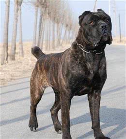 如何给我们伴侣犬找个好＂保镖＂这几个壮汉绝对可以保护它！