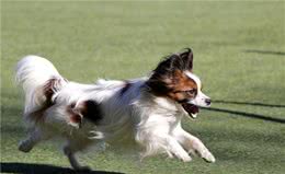 蝴蝶犬养得好不好，看这8个部位就一目了然