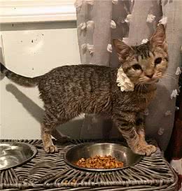 宠物猫如果有这几种情况，说明是“营养不良”了
