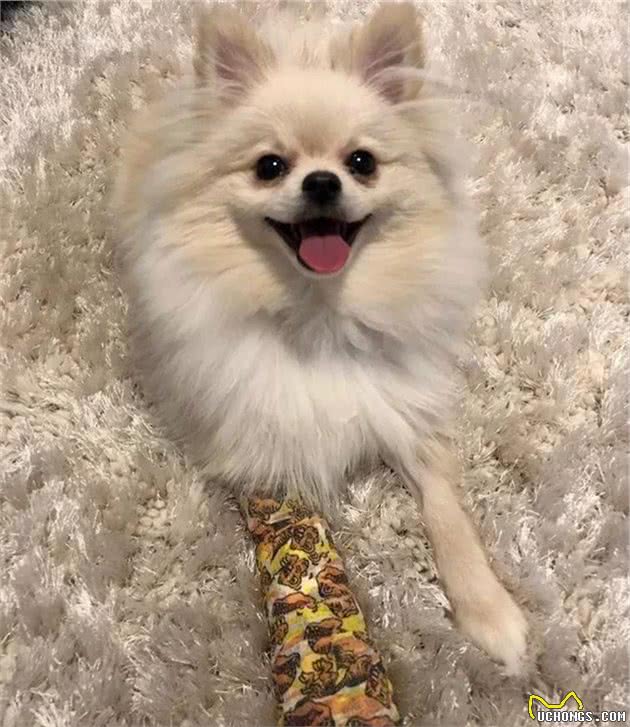 狗狗骨折郁闷中，铲屎官的眼神却被绷带吸引了……